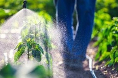 Thuốc trừ sâu thông thường có thể góp phần vào cuộc khủng hoảng béo phì toàn cầu