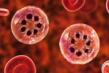 Các nhà nghiên cứu thuốc xử lý ký sinh trùng sốt rét ở các giai đoạn sống của chúng