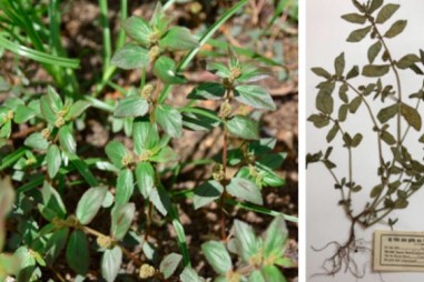 Chiết xuất thành công hợp chất chống ung thư trong cỏ sữa