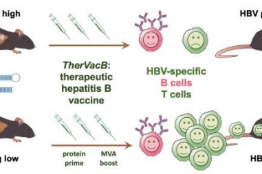 Phương pháp điều trị mới có thể chữa khỏi viêm gan B mãn tính