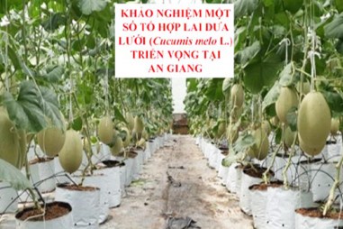 Lai tạo thành công hai giống dưa lưới mới