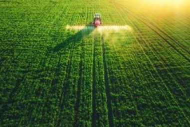 Nấm men và vi khuẩn cùng nhau sinh tổng hợp nội tiết tố thực vật để kiểm soát cỏ dại