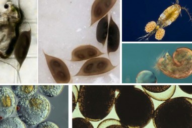 Phát triển một phương pháp thử nghiệm nước dằn mới