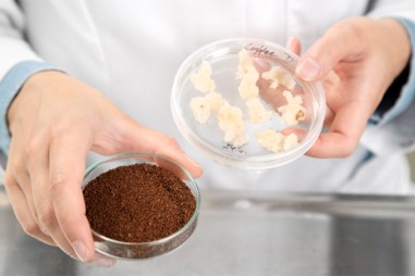 Sản xuất cà phê không cần trồng cây