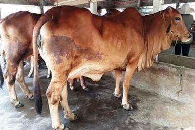 Bệnh tụ huyết trùng (Phần 1)