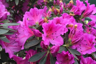 Thử nghiệm đất rất quan trọng đối với những khu vườn mới