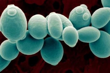 Tách chiết beta-glucan trên quy mô công nghiệp