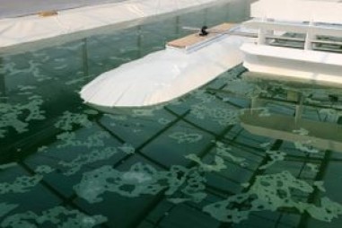 Các nhà hóa học phát triển công nghệ mới phát hiện sức khỏe nuôi trồng tảo