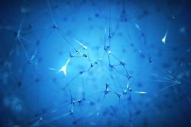 Sơ đồ về các loại tế bào vỏ não hoạt động chính của chuột, khỉ và con người