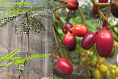 Nhân sinh khối rễ tơ cây bá bệnh bằng lò phản ứng sinh học