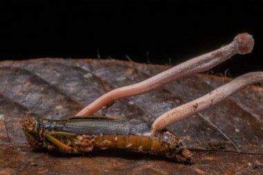 Thuốc từ nấm Himalaya diệt tế bào ung thư mạnh gấp 40 lần, ít hại hơn hóa trị