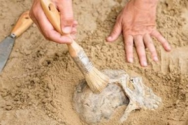 Các nhà nghiên cứu xác định hốc Czermak trong răng người được hỏa táng