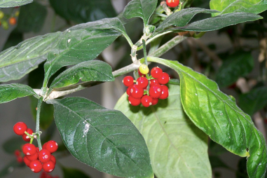 Thực hư loài cây dại chữa được bách bệnh, gồm cả Covid-19