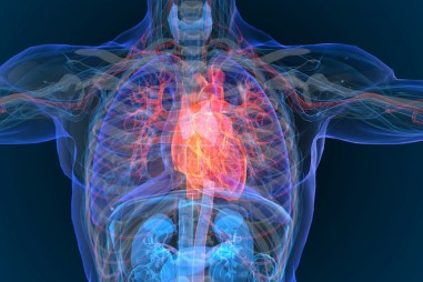 Mô tổng hợp có thể sửa chữa tim, cơ và dây thanh âm