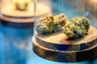 Tại sao cần sa lại có mùi chồn hôi