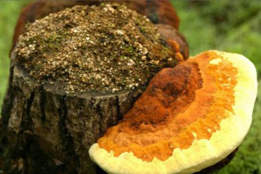 Nhân sinh khối nấm Thượng Hoàng quy mô công nghiệp