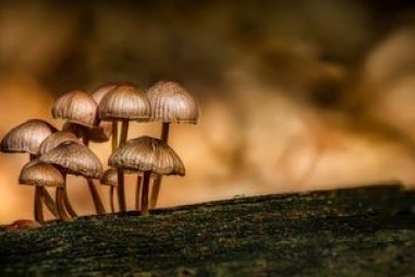 Phân biệt vi sinh vật có lợi với vi sinh vật có hại trong hệ vi sinh vật rễ