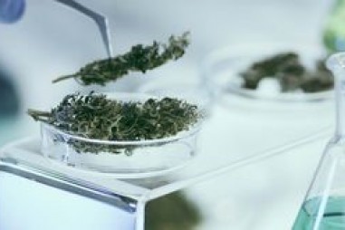 Xu hướng gần đây trong thử nghiệm cần sa và cây gai dầu