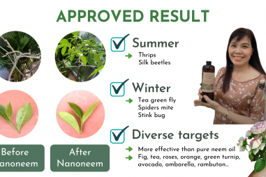 NanoNeem: Thuốc bảo vệ sinh học "xanh"
