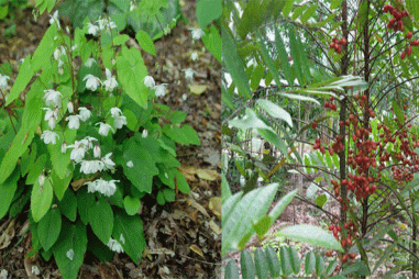 Bào chế sản phẩm tăng cường sinh dục nam từ dược liệu