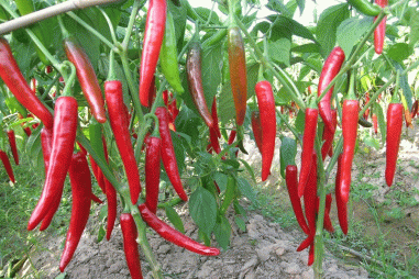 Điều chế gel giảm đau từ trái ớt