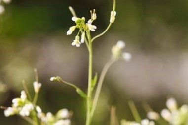 Những thách thức trong nghiên cứu Thuyết tiến hóa cho rằng các đột biến ADN là ngẫu nhiên