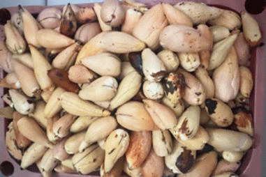 Tăng hệ miễn dịch cho tôm bằng chế phẩm từ hạt bơ