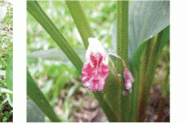 Cao chữa viêm loét dạ dày từ củ ngải bún