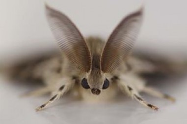 Thiết bị dễ dàng theo dõi các loài côn trùng khó nắm bắt