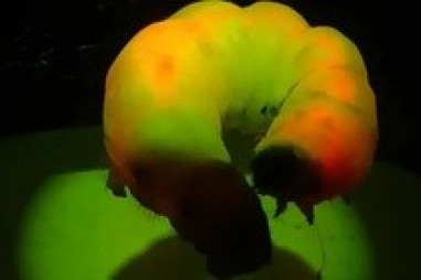 Tằm lượng tử nhả ra sợi tơ phát sáng