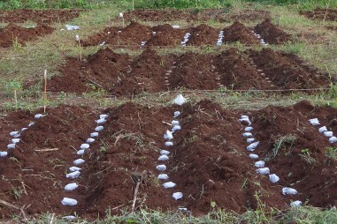 Bảo vệ khoai tây bằng giấy sinh học làm từ thân chuối