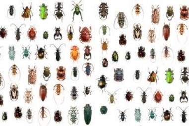 Các nhà khoa học khám phá khi nào bọ cánh cứng trở nên phong phú