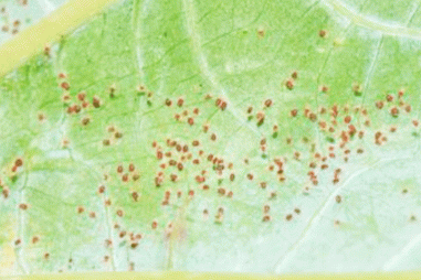 Chế phẩm phòng trừ nhện đỏ từ nấm côn trùng