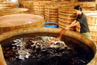 Ứng dụng vi khuẩn lactic: Rút ngắn thời gian sinh hương của nước mắm