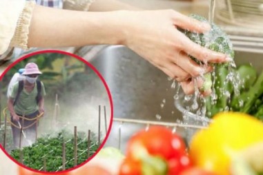 Hoàn thiện pháp luật về sử dụng, quản lý thuốc bảo vệ thực vật trong thực phẩm