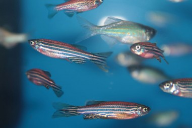 Ô nhiễm kẽm clorua ảnh hưởng đến sự phát triển phôi và tăng trưởng của cá ngựa vằn con