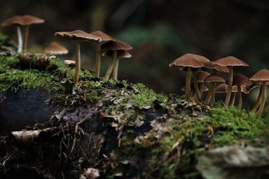 Sử dụng nấm để đạt được mục tiêu không phát thải cacbon