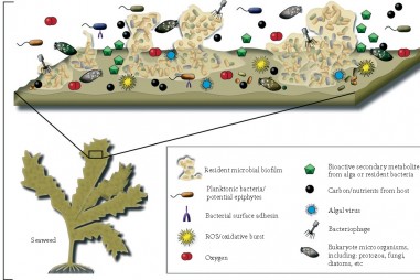 Nghiên cứu đa dạng vi sinh vật khu sinh thái rong biển nhiệt đới