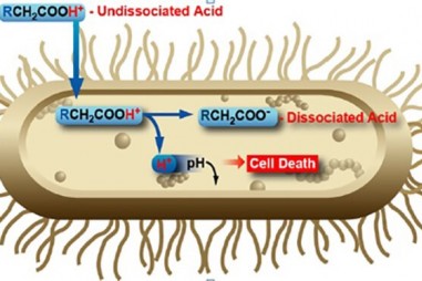 Axit hữu cơ: Giải pháp kháng bệnh cho cây trồng