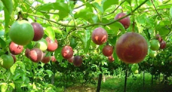 Nghiên cứu thành phần và các biện pháp phòng trừ sâu bệnh hại trên cây chanh leo ở Việt Nam
