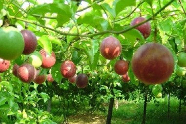 Nghiên cứu thành phần và các biện pháp phòng trừ sâu bệnh hại trên cây chanh leo ở Việt Nam