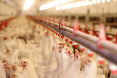 Sử dụng sợi lông gà để sản xuất pin nhiên liệu hydro