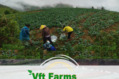 Chuyển tư duy sang kinh tế nông nghiệp để nông dân bớt nghèo