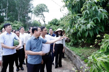 Vải thiều Bắc Giang vào vụ: Bộ trưởng mong "bứt phá" xuất khẩu