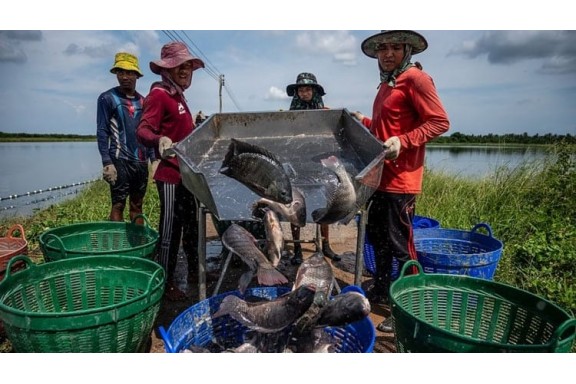 Thực hư chuyện ăn cá rô phi gây nguy hại sức khỏe