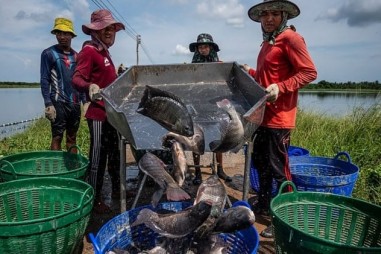 Thực hư chuyện ăn cá rô phi gây nguy hại sức khỏe