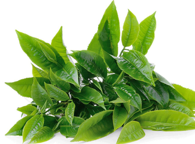 Nhiều hoạt chất trong lá chè xanh có lợi cho sức khỏ